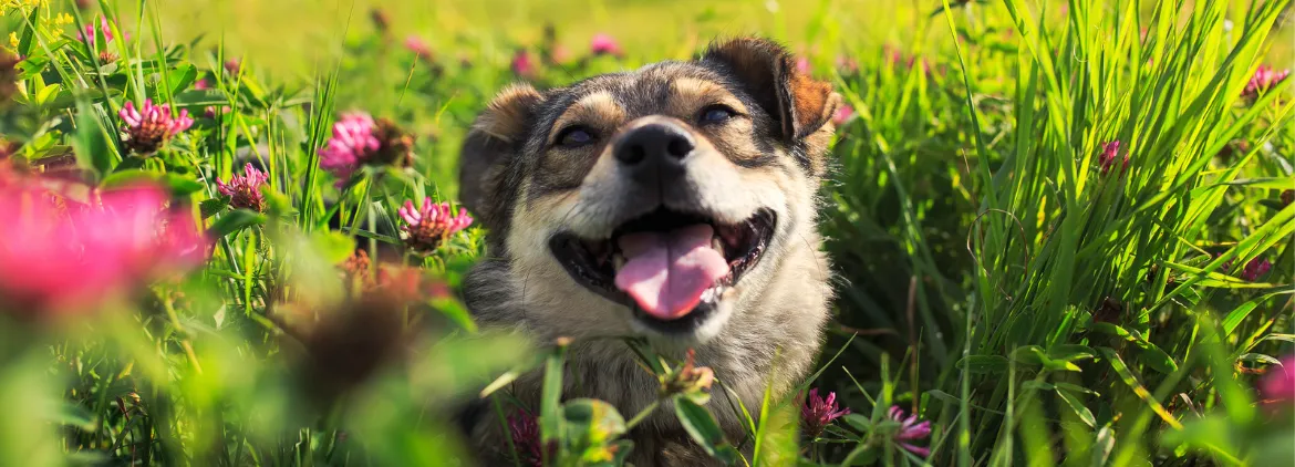 Hund Wiese EB Seite