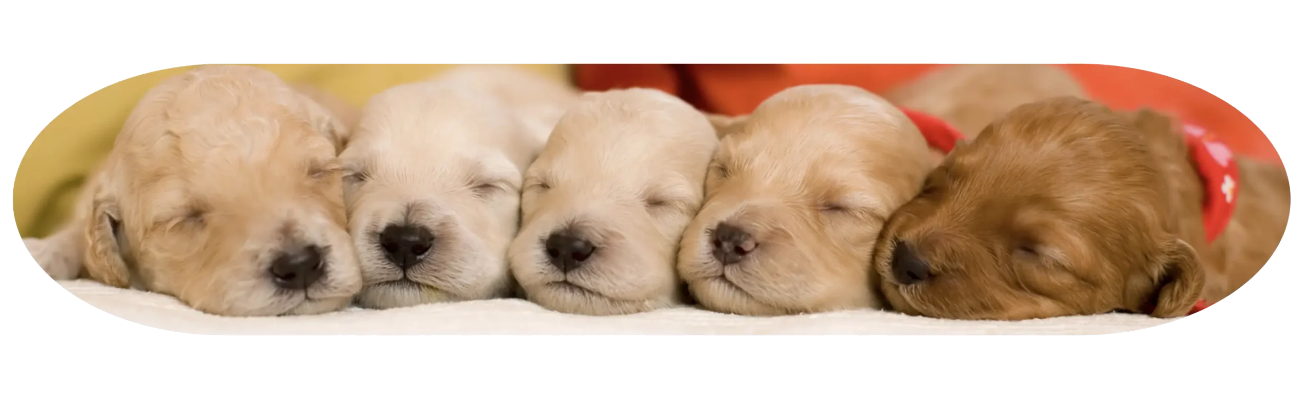 Hundebabies